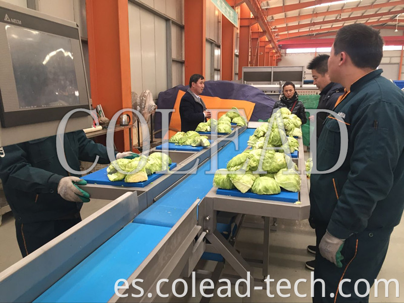 Venta caliente 2018 SUS304 Nuevas frutas comerciales y línea de procesamiento de vegetales de Colead